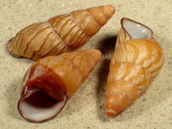 Hypselostyla camelopardalis - Bradybaenidae