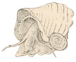 Indomodulus tectum - Modulidae