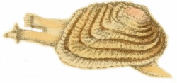 Irus irus - Veneridae