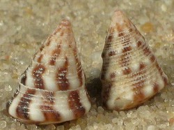 Jujubinus exasperatus - Trochidae