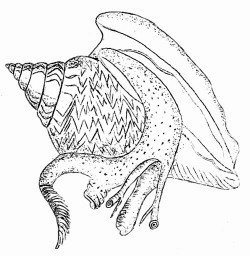 Laevistrombus canarium - Strombidae