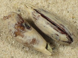 Leiosolenus aristatus - Mytilildae