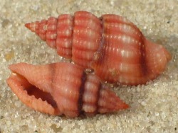 Lienardia rubida - Clathurellidae
