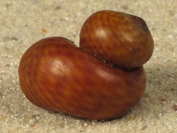 Littorina obtusata - Littorinidae