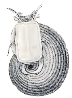 Lunella torquata - Turbinidae