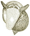 Radix auricularia - Lymnaeidae