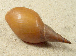 Lymnaea stagnalis - Lymnaeidae