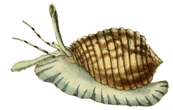 Malea pomum - Tonnidae