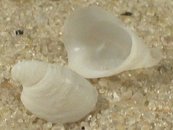 Malluvium otohimeae - Hipponicidae