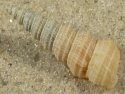 Mathilda quinquelirata - Mathildidae