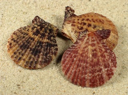 Mimachlamys lentiginosa - Pectinidae