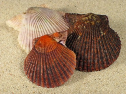 Mimachlamys varia - Pectinidae