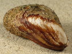 Modiolus barbatus - Mytilildae
