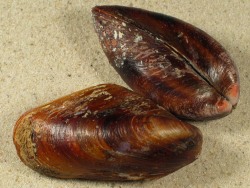 Modiolus lulat - Mytilidae