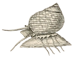 Monodonta labio - Trochidae