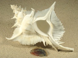Siratus alabaster - Muricidae