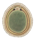 Nacella deaurata - Nacellidae