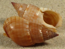Nassarius glans - Nassariidae