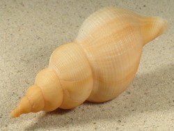 Neptunea contraria - Buccinidae