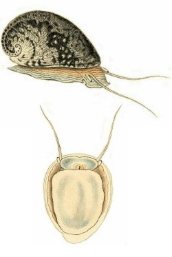 Nerita albicilla - Neritidae