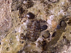 Nerita fulgurans - Neritidae