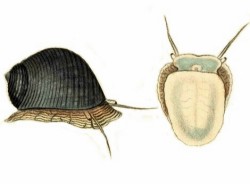 Nerita undata - Neritidae