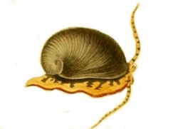 Neritina pulligera - Neritidae