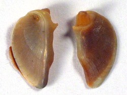 Vittina waigiensis - Neritidae