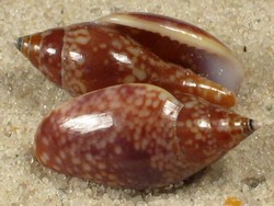 Nitidella nitida - Nassariidae