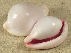 Ovula costellata - Ovulidae