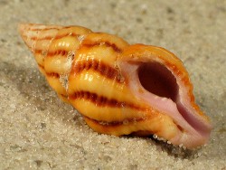 Peristerinia reincarnata - Fasciolariidae