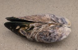 Perna perna - Mytilidae