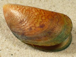 Perna picta - Mytilidae