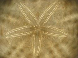 Peronella lesueuri - Langanidae