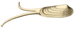 Petricola pholadiformis - Veneridae