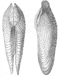 Pholas dactylus - Pholadidae
