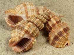 Phos senticosus - Nassariidae