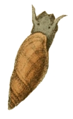 Aplexa hypnorum - Physidae