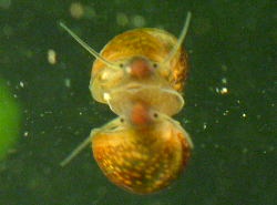 Physella acuta - Physidae
