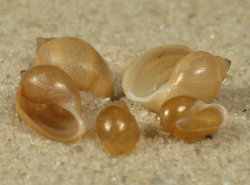 Physella acuta - Physidae