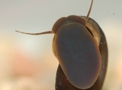 Planorbarius corneus - Planorbidae