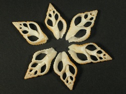 Pollia fumosa - Buccinindae