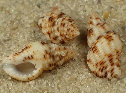 Pollia scacchiana - Buccinidae