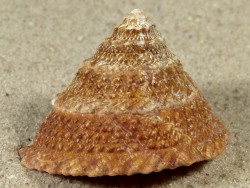Pomaulax gibberosus - Turbinidae