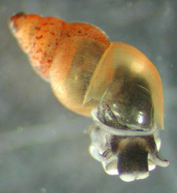 Potamopyrgus antipodarum - Tateidae