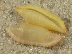 Prosimnia semperi - Ovulidae