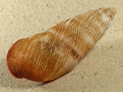 Pseudachatina downesii - Achatinidae