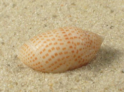 Pupa solidula - Acteonidae