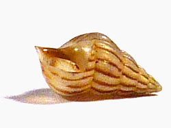 Pusillina lineolata - Rissoidae