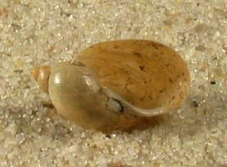 Radix ovata - Lymnaeidae